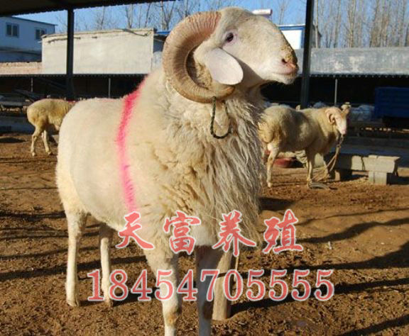 點擊查看詳細信息<br>标題：小(xiǎo)尾寒羊 閱讀次數：2935