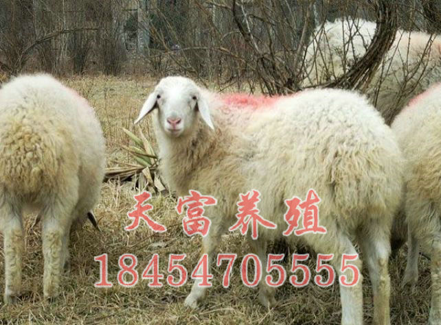 點擊查看詳細信息<br>标題：小(xiǎo)尾寒羊 閱讀次數：2969